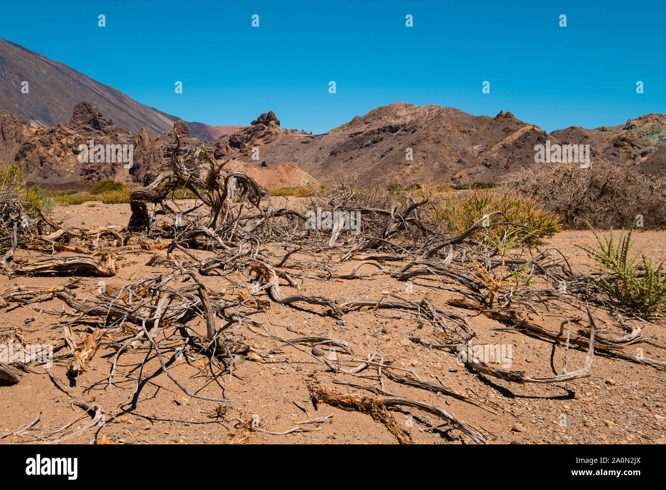 Albero morto e driep fino la vegetazione nel paesaggio deserto secco Foto Stock
