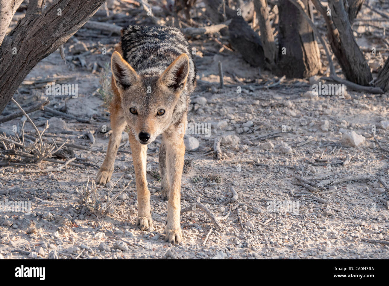 Singola nera-backed Jackal alimentazione su tela in piedi, il Parco Nazionale di Etosha, Namibia, Africa Foto Stock