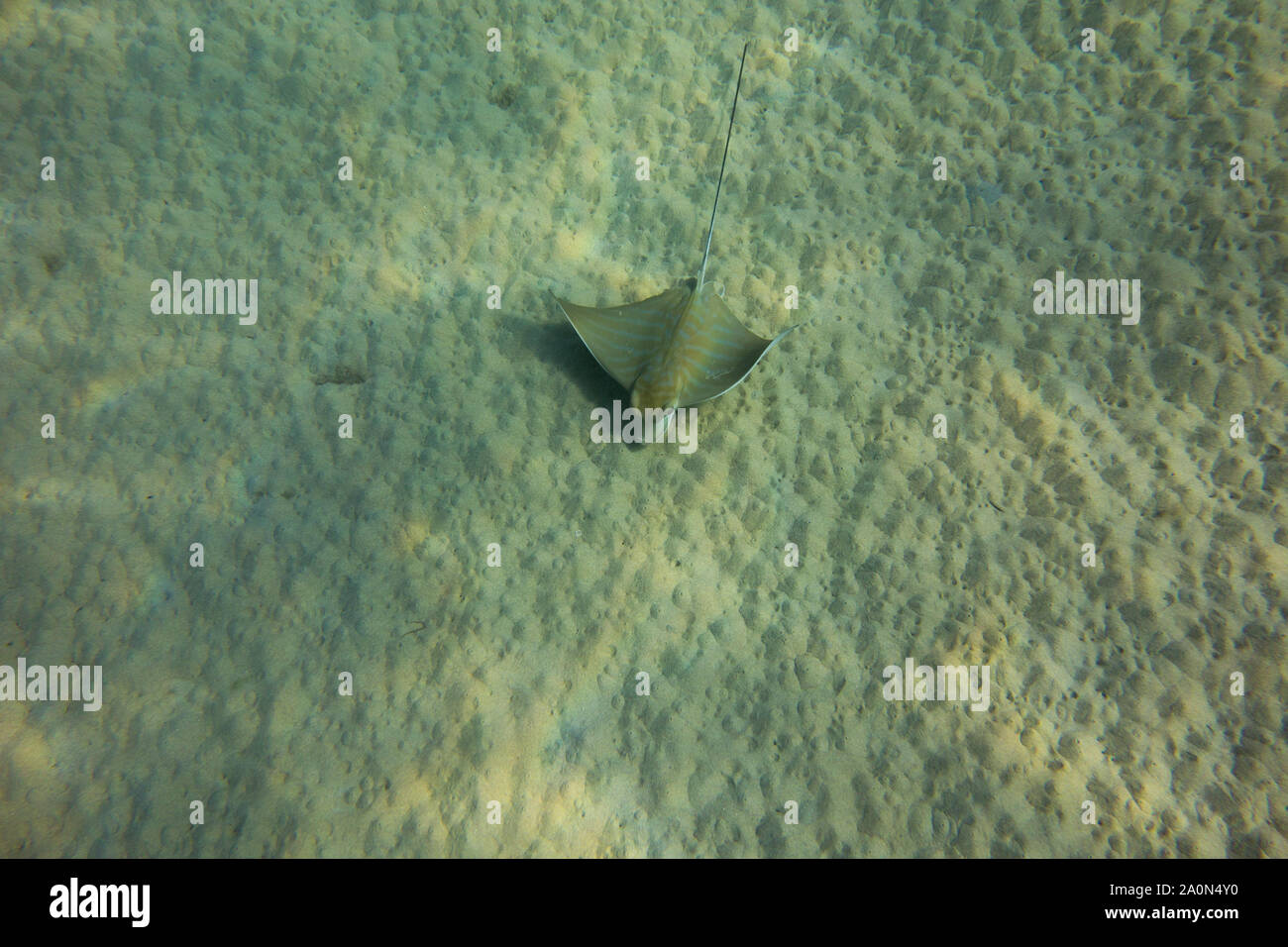 Bullray, Aetomylaeus bovnius, dal Mar Mediterraneo. Il nuoto e la caccia sul fondale. Catturate in Malta. Foto Stock