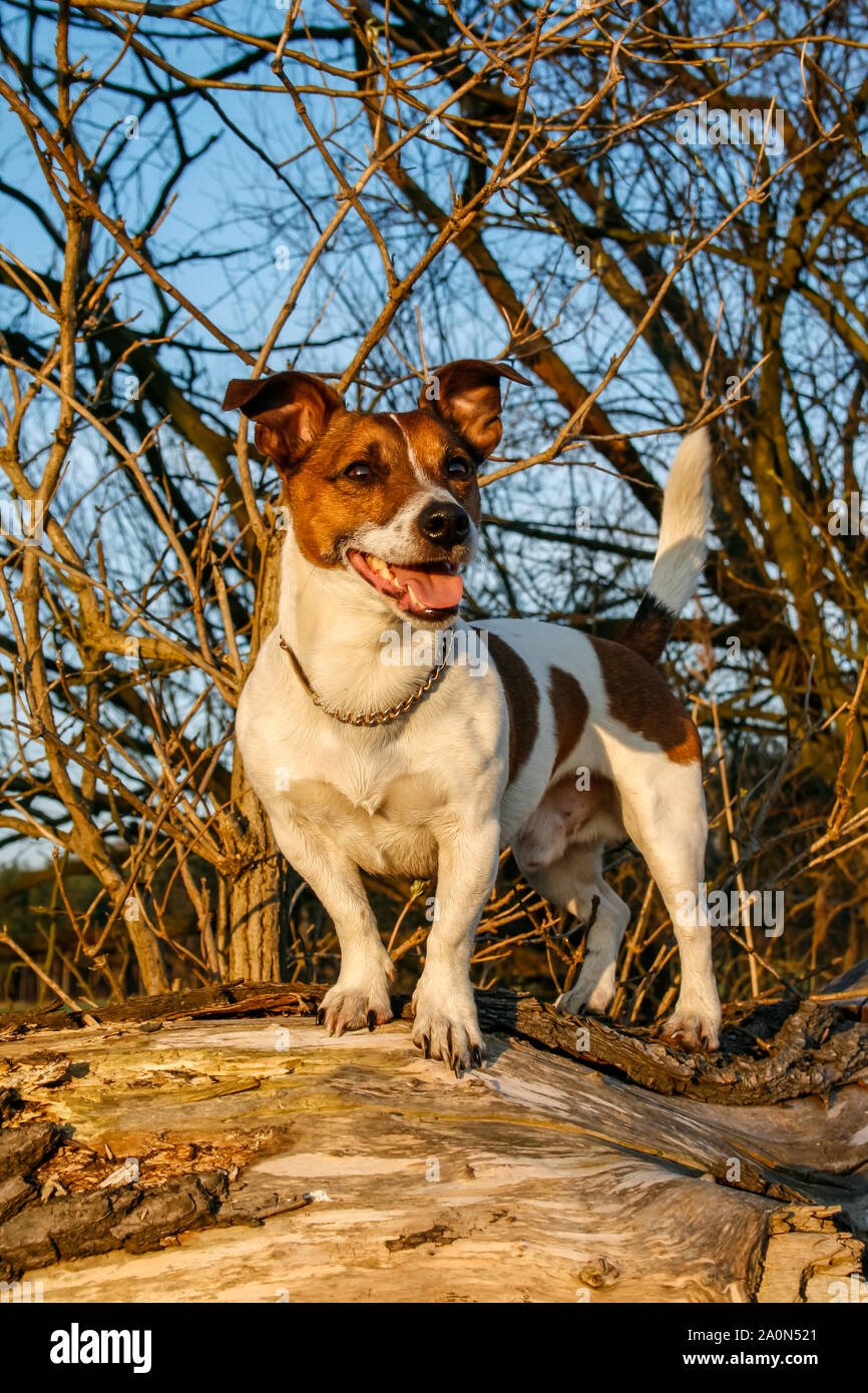 Jack Russell Terrier in piedi su un albero log, al tramonto Foto Stock