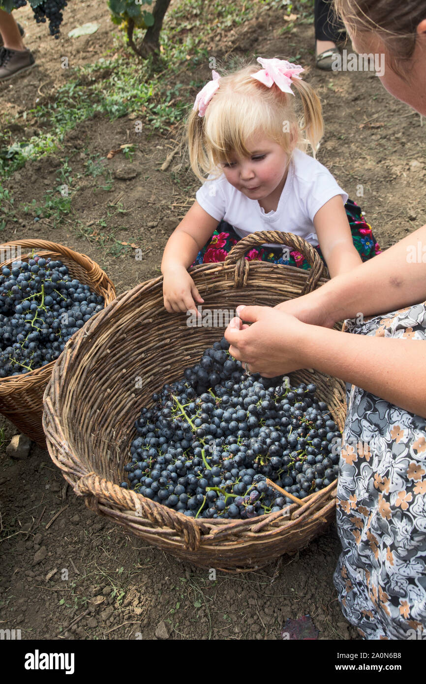 ARADAC, Serbia, Settembre 07, 2019. Tradizionale celebrazione di inizio della vendemmia che si svolge ogni anno all inizio di Septe Foto Stock