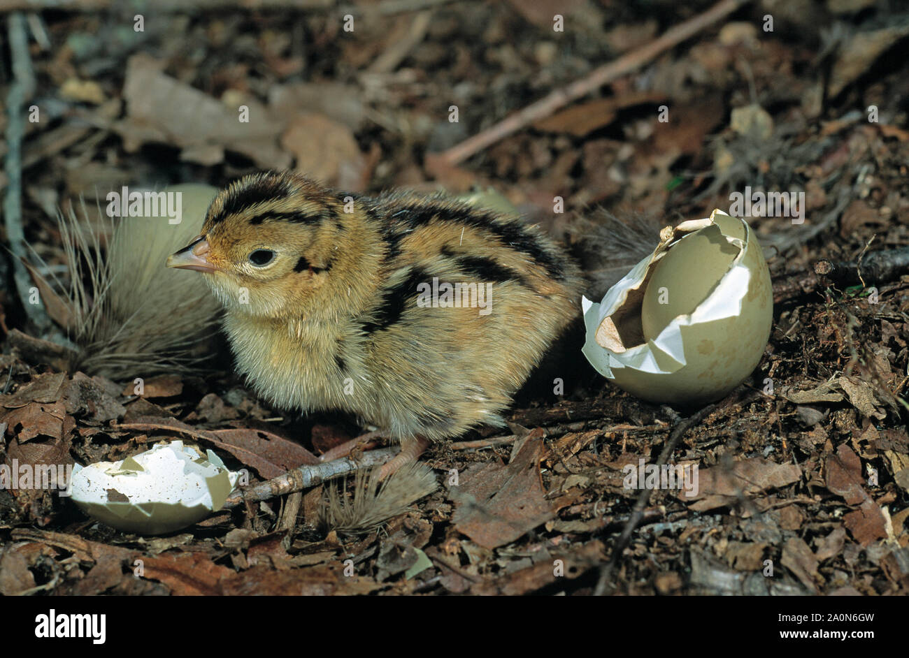 Fagiano giovane pulcino. (Phasianus colchicus). Appena emerse da uovo. Esempio di nidifugous precocial o giovani in uccelli. Foto Stock