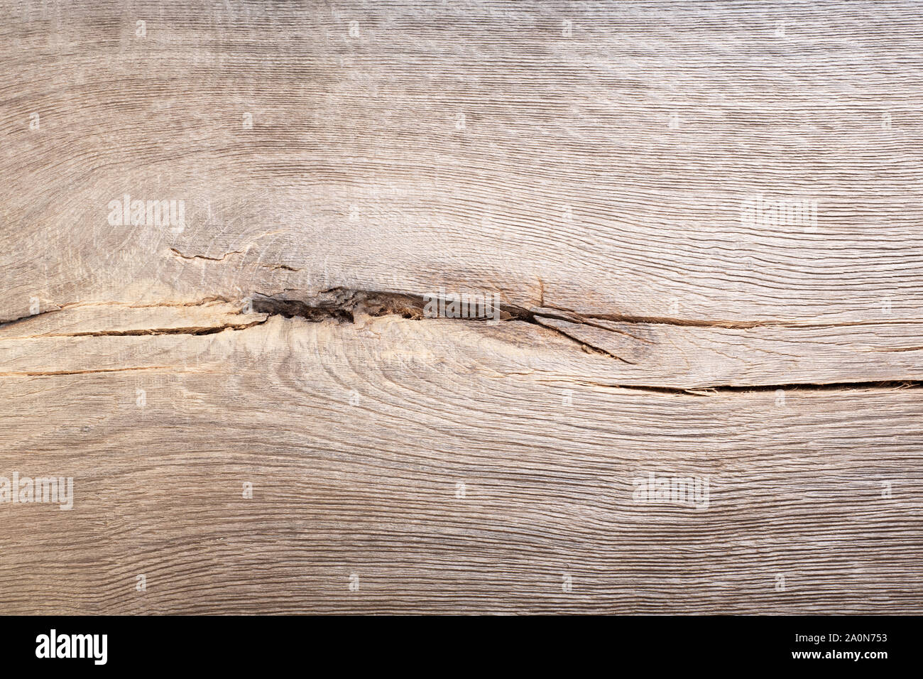 Annodati naturale il legno vecchio, bog oak texture. Legno scuro dello sfondo. Foto Stock