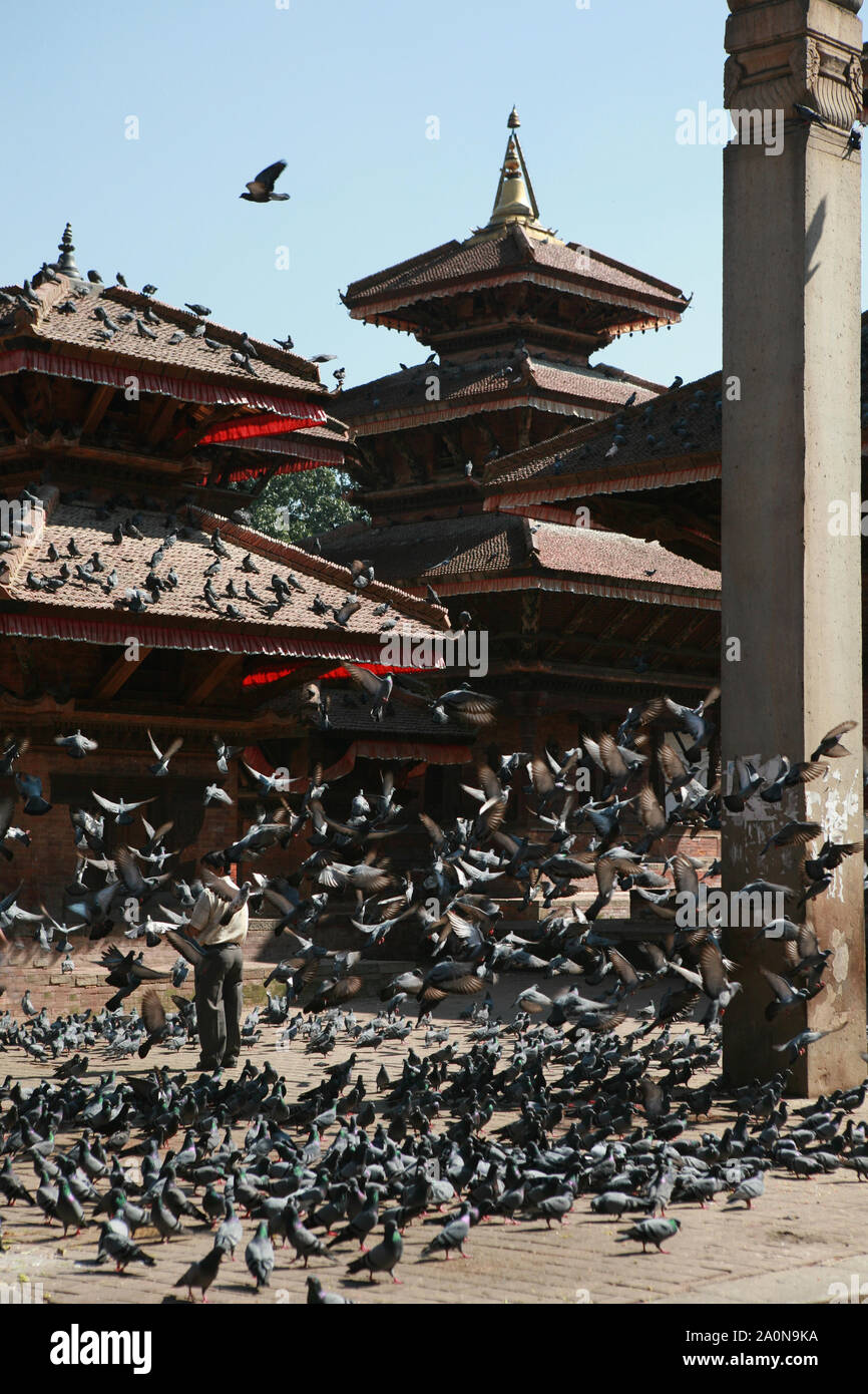 KATHMANDU, Nepal. 23 Settembre 2008: enormi branchi di piccioni in Kathmandu Durbar Square di Kathmandu Foto Stock