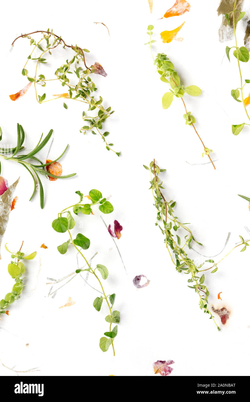Le erbe di Provenza. Rosmarino, origano, timo e maggiorana, girato dalla parte superiore su uno sfondo di foglie secche e petali Foto Stock
