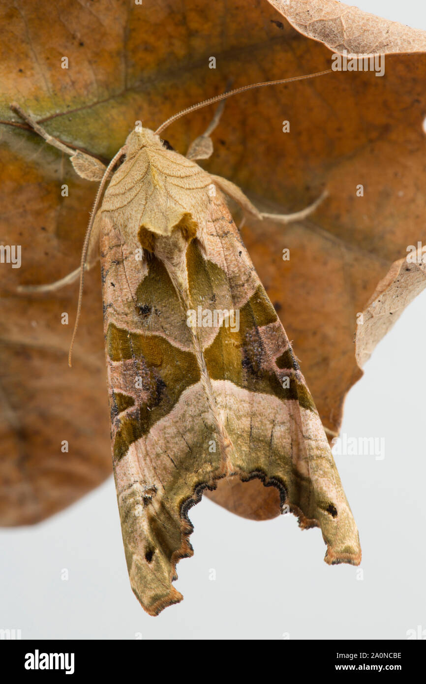 Un angolo sfumature tarma Phlogophora meticulosa, mimetizzata contro un morto a foglia di quercia. Studio immagine su uno sfondo bianco. Nord Inghilterra Dorset Regno Unito GB Foto Stock