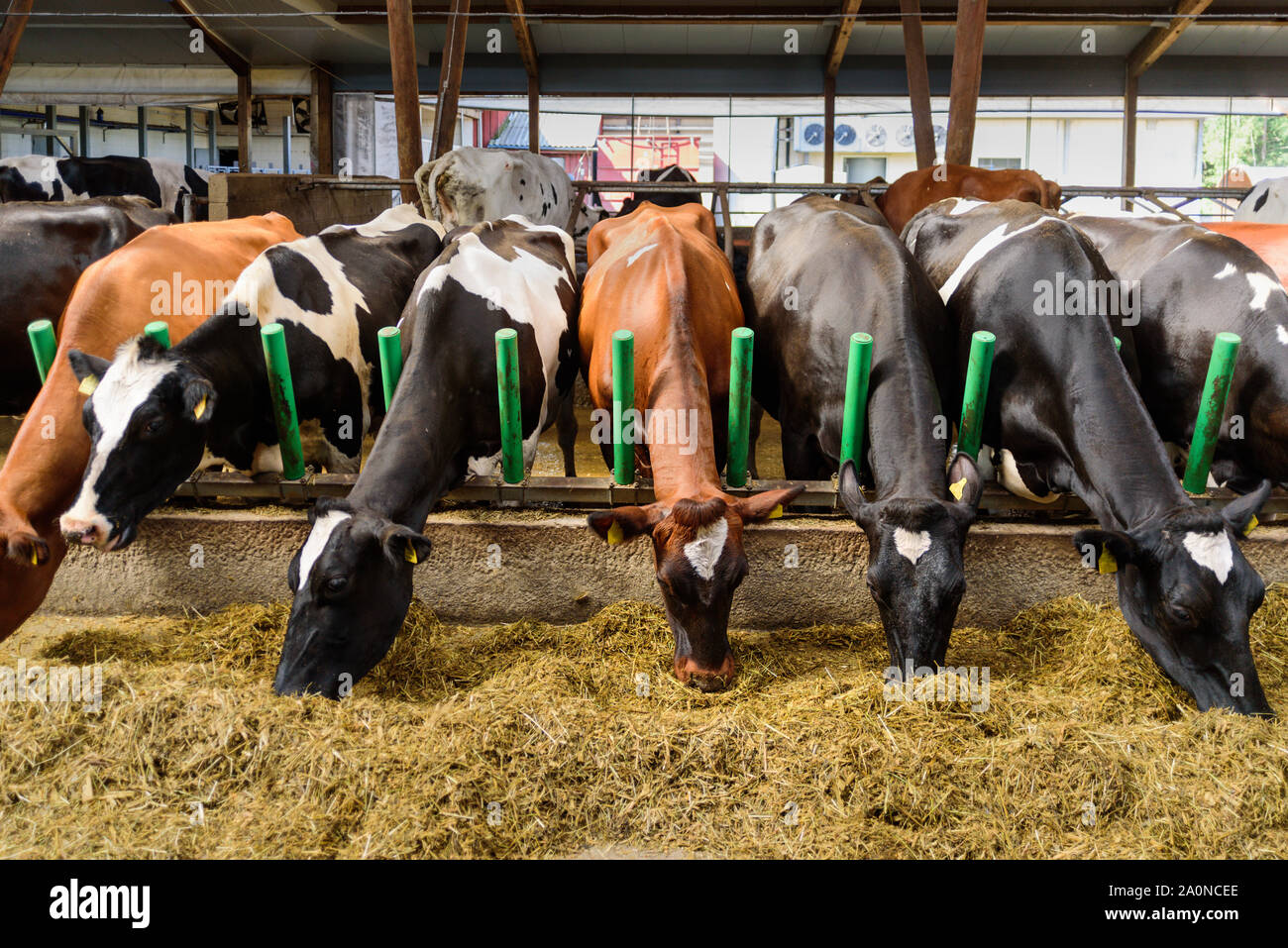 Vacche alimentando in una stalla a estone di eco-friendly farm di latte Foto Stock