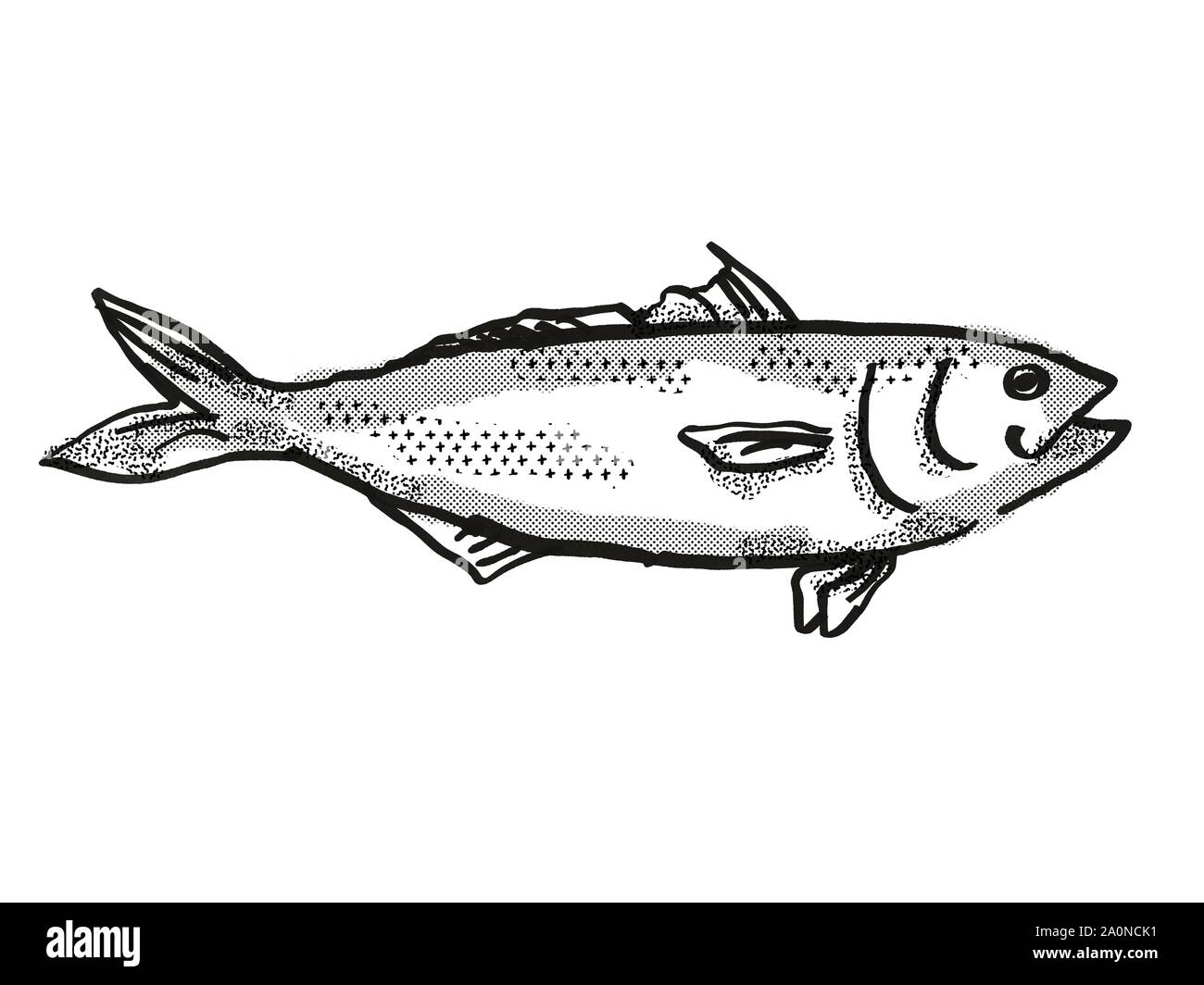 Rétro in stile cartoon di disegno di un Orientale salmone australiano , un nativi Australiani vita marina specie visto dal lato isolato su sfondo bianco don Foto Stock