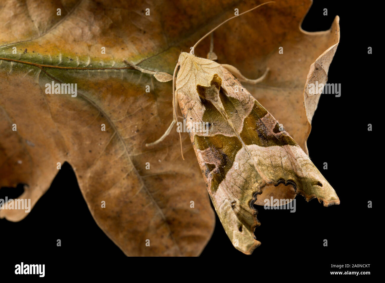Un angolo sfumature tarma Phlogophora meticulosa, mimetizzata contro un morto a foglia di quercia. Studio immagine su uno sfondo nero. Nord Inghilterra Dorset Regno Unito GB Foto Stock