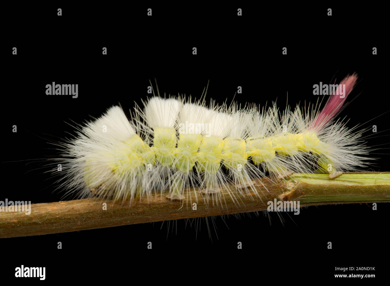 La Caterpillar, o larva, delle Pale Tussock moth, Calliteara pudibunda, fotografato in un studio contro uno sfondo nero. A nord del Dorset Inghilterra U Foto Stock