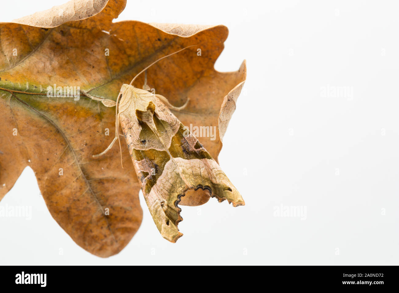Un angolo sfumature tarma Phlogophora meticulosa, mimetizzata contro un morto a foglia di quercia. Studio immagine su uno sfondo bianco. Nord Inghilterra Dorset Regno Unito GB Foto Stock