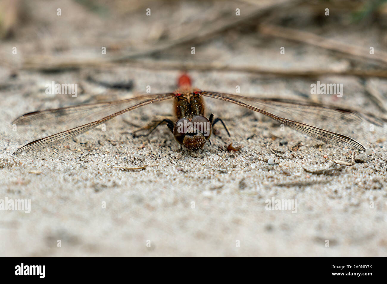 Dettagliate fino in prossimità di una libellula rossa con focus sui suoi occhi Foto Stock