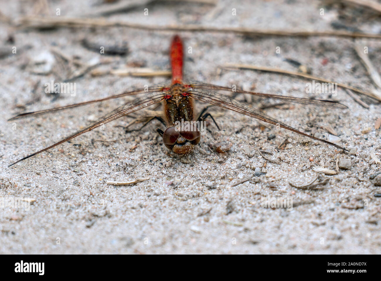 Dettagliate fino in prossimità di una libellula rossa con focus sui suoi occhi Foto Stock