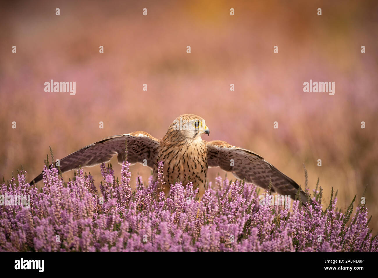 Il Gheppio comune ;; femmina Falco tinnunculus, sulla brughiera autunnali Foto Stock