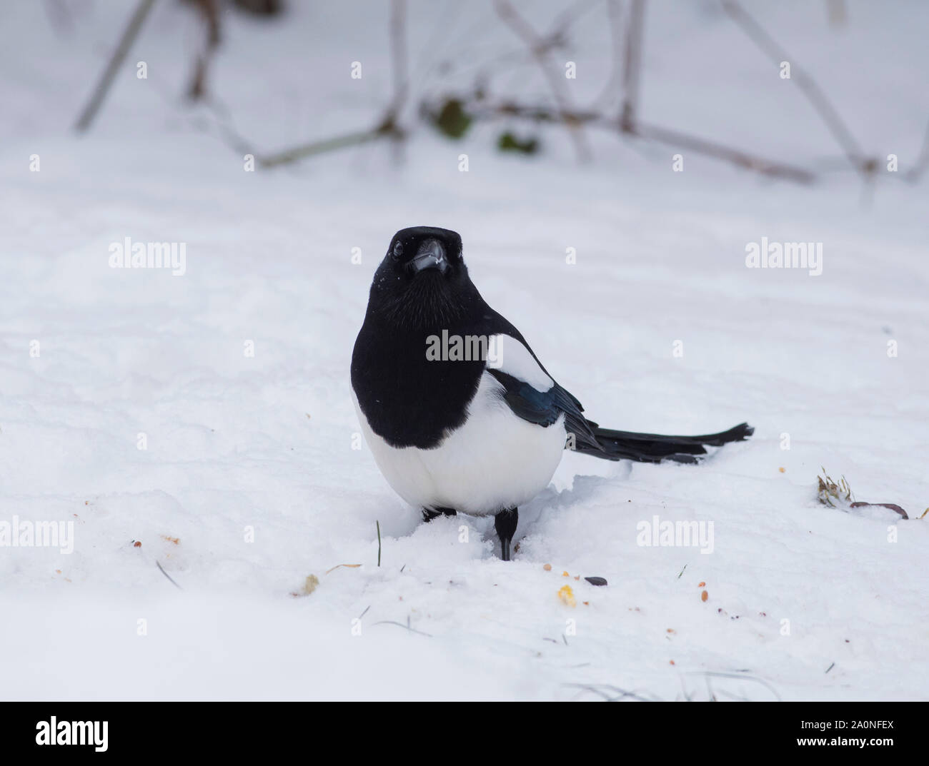 Gazza (Pica pica) sat nella neve in un distretto di picco invernale. Foto Stock