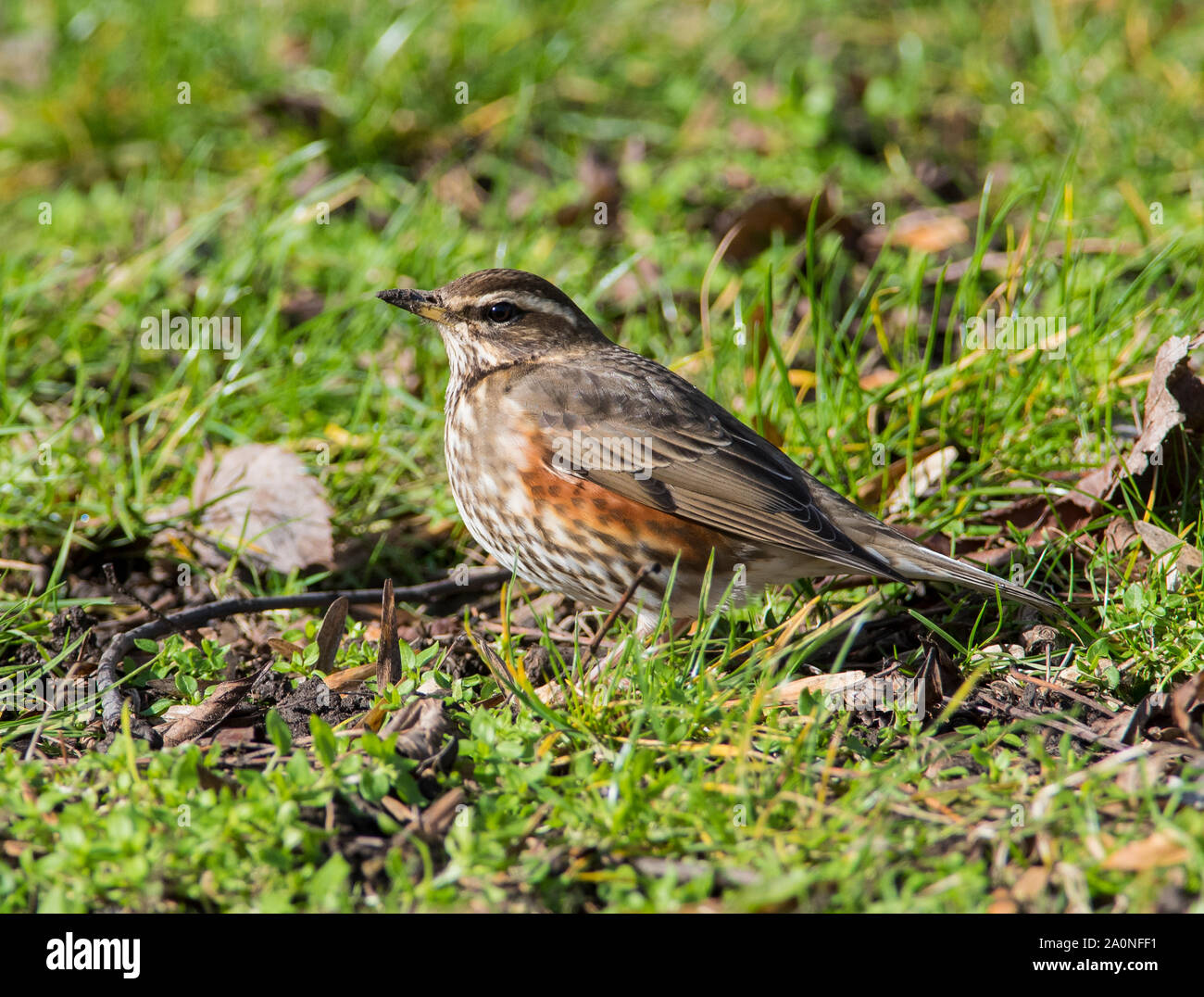 Redwing (Turdus iliacus) alimentazione sul terreno in inverno nel Peak District. Foto Stock