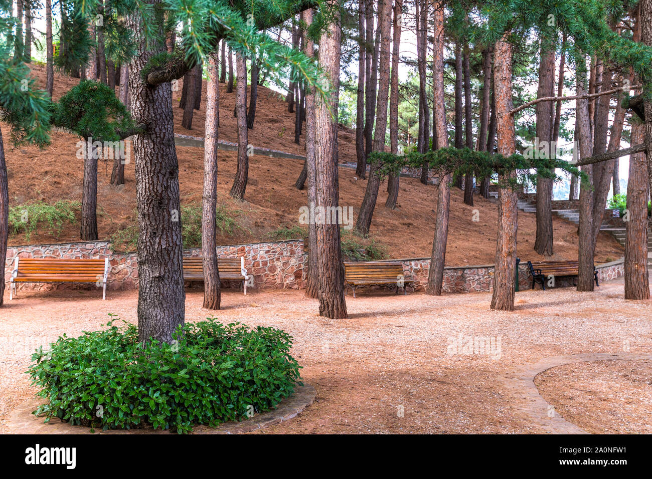 Frammento di un parco di pini con panchine di legno Foto Stock