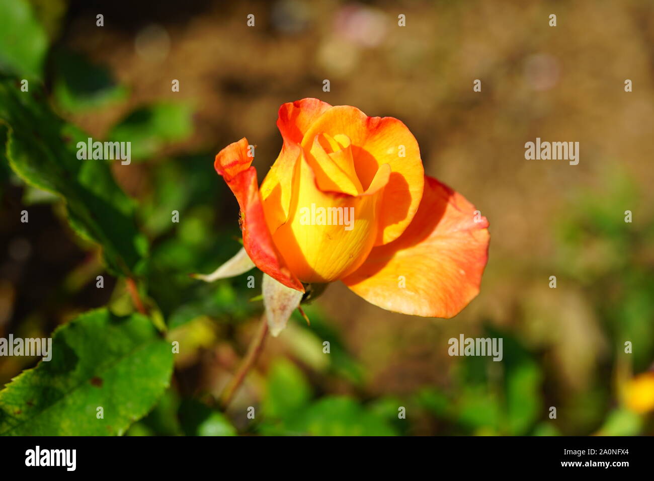 Vista di una rosa e arancio Rio Samba pianta di rose in giardino Foto stock  - Alamy