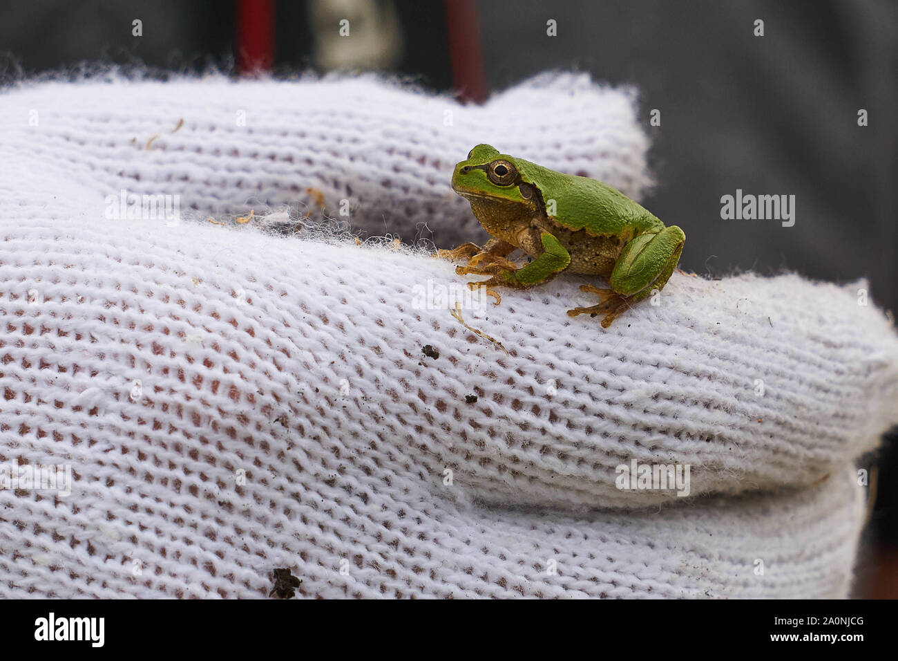 Una rana verde giapponese (Dryophytes japonicus) poggia su una mano bianca. Foto Stock