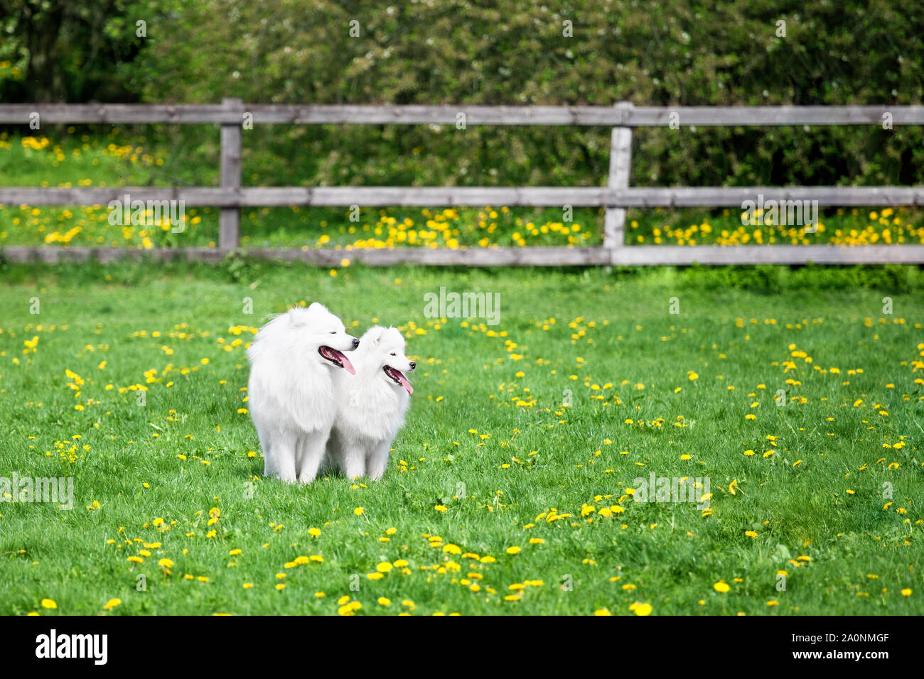 Due bianchi Samoyeds cani sedersi sul prato verde e fiori gialli campo sulla soleggiata giornata estiva, di grandi e piccole soffici laika animali domestici camminare insieme due spitz bianco Foto Stock