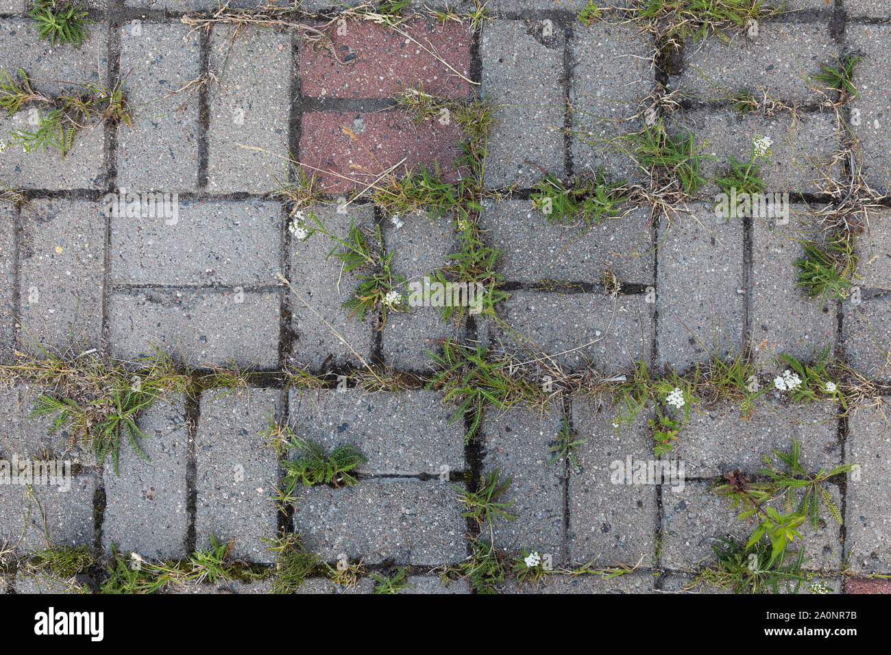 Strada di mattonelle in pietra marciapiede con erba, crescente attraverso di esso Foto Stock