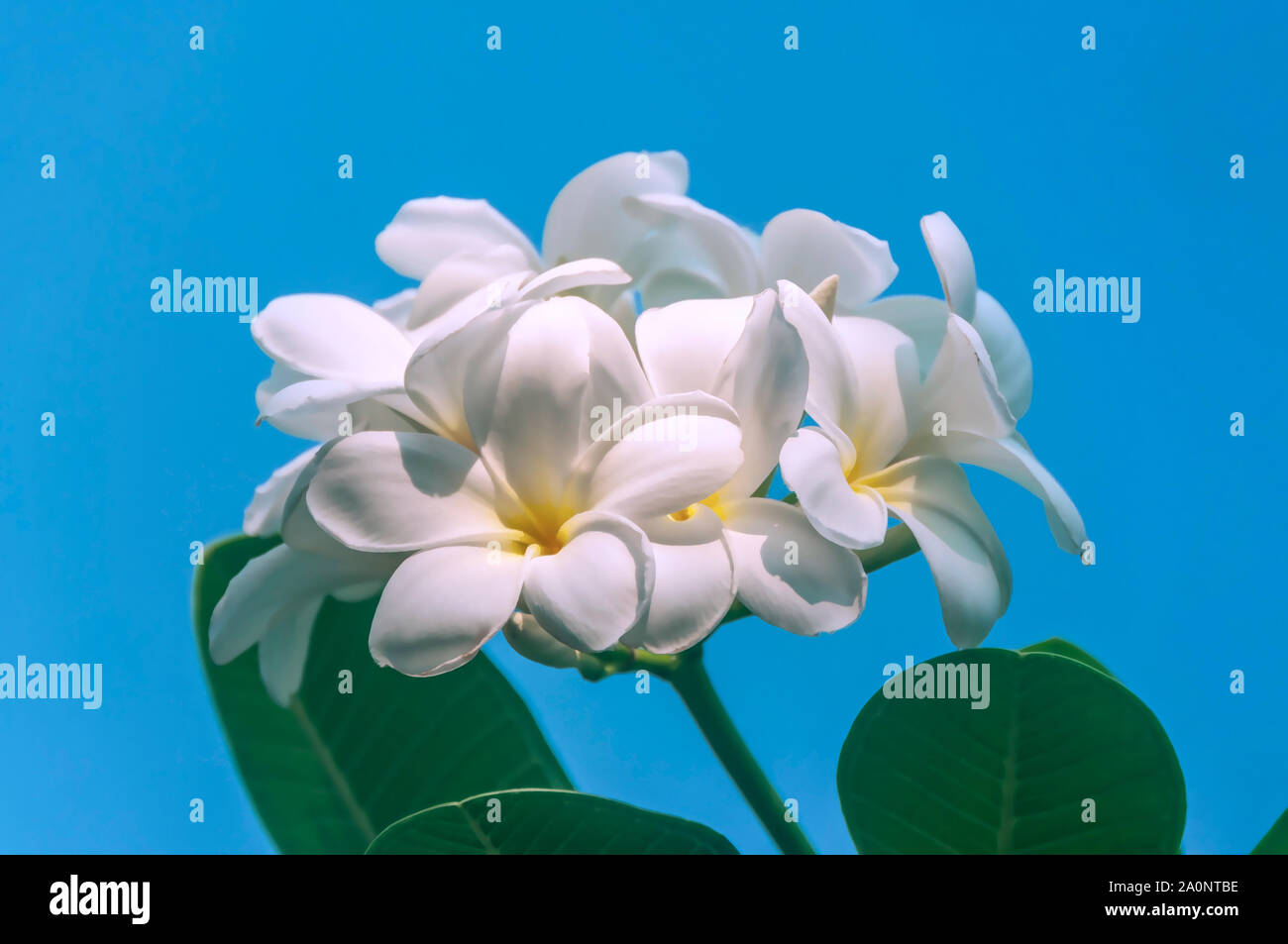 Soft frangipani o plumeria mazzo di fiori sul ramo tree, il fuoco selettivo Foto Stock