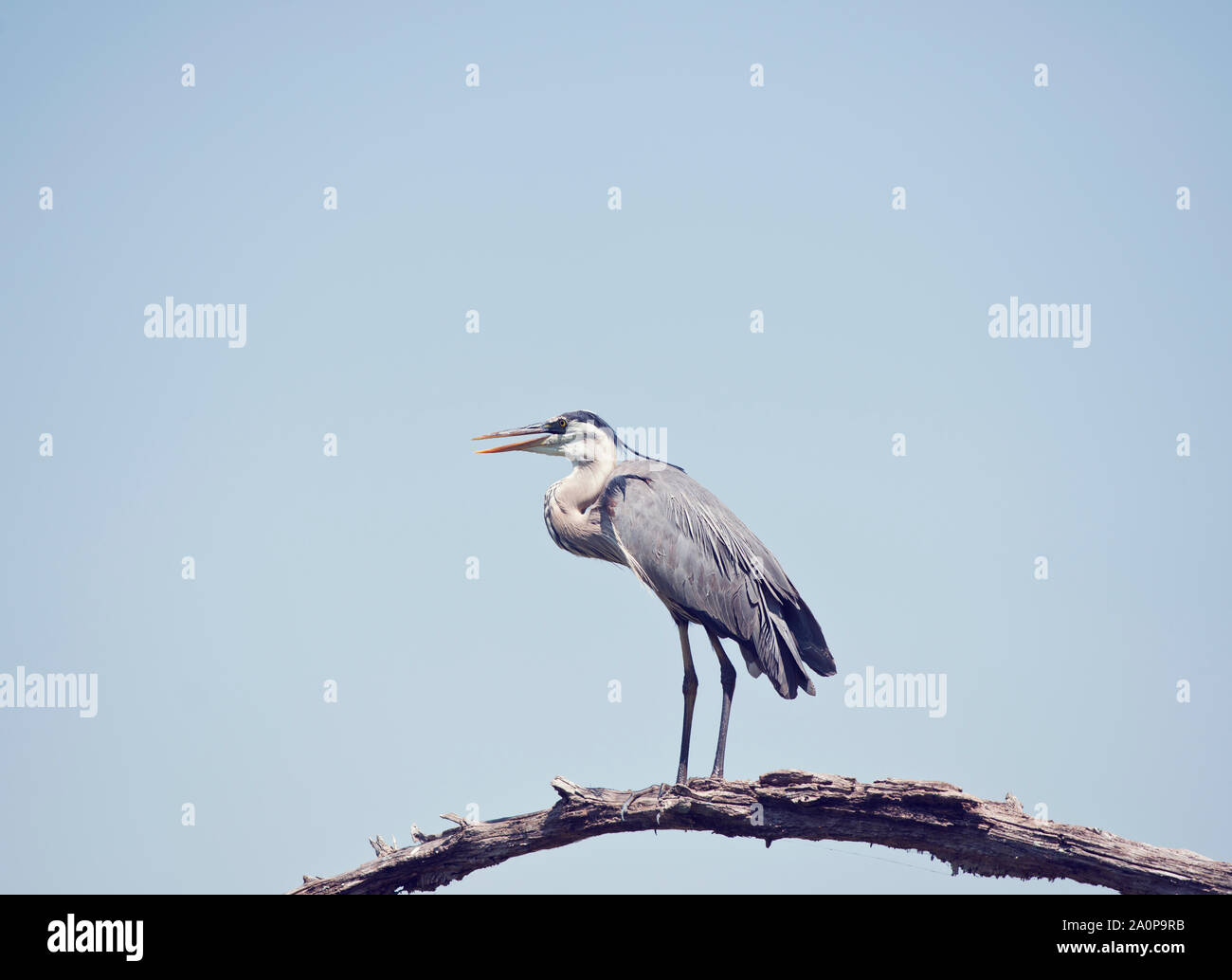 Airone blu si appollaia in Florida zone umide contro un cielo Foto Stock