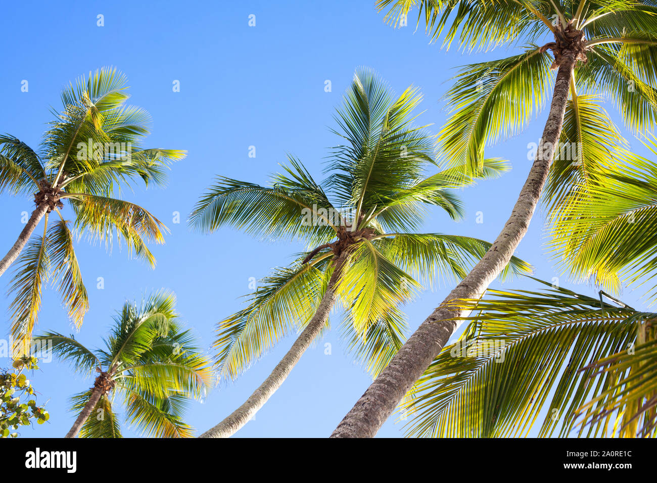 Palme sul cielo blu sullo sfondo Foto Stock