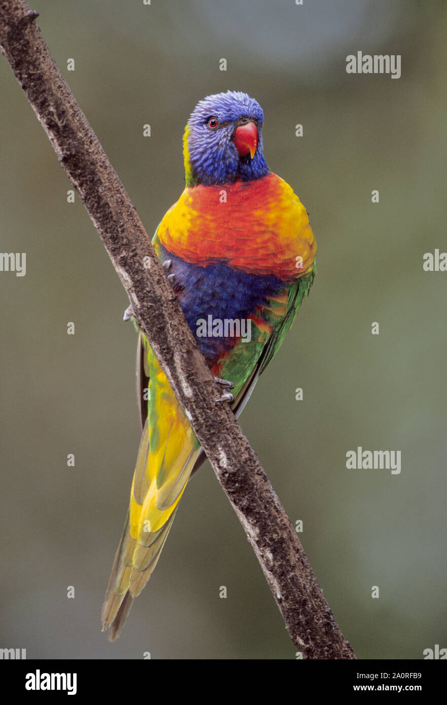 Adulto Rainbow Lorikeet, Trichoglossus moluccanus, appollaiato sul ramo, Queensland, Australia Foto Stock
