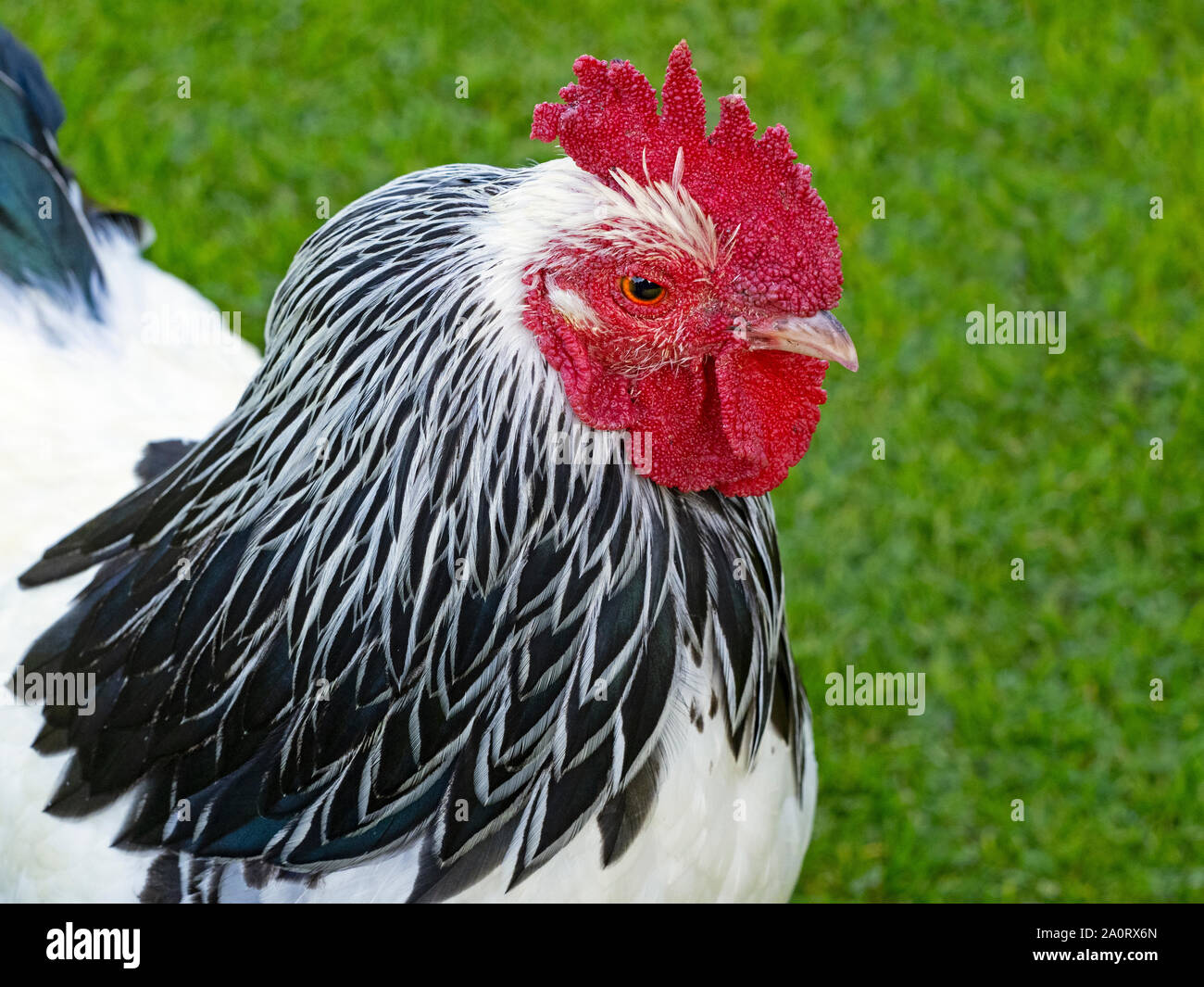 Luce Sussex galletto sulla Norfolk smallholding Foto Stock