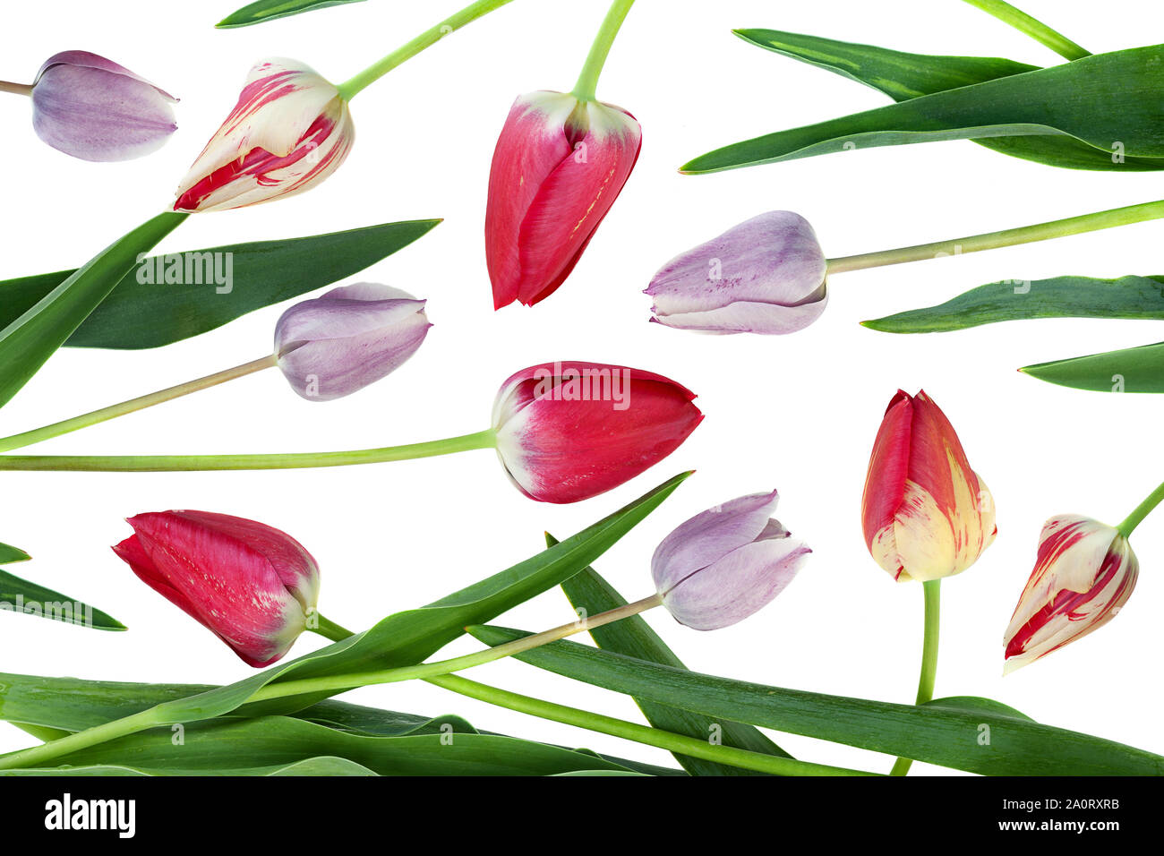 Un mix di colore tulip flower set isolato su sfondo bianco Foto Stock