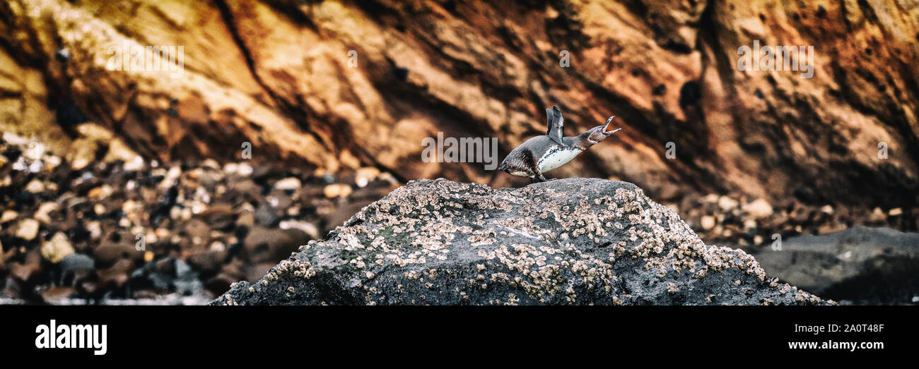 Le Galapagos Penguin su isole Galapagos permanente sulla terra facendo penguin chiamata urlando. Il comportamento di animali di specie in via di estinzione su Isabela Island. Incredibile animali di uccelli selvatici natura, Galapagos, Ecuador Foto Stock