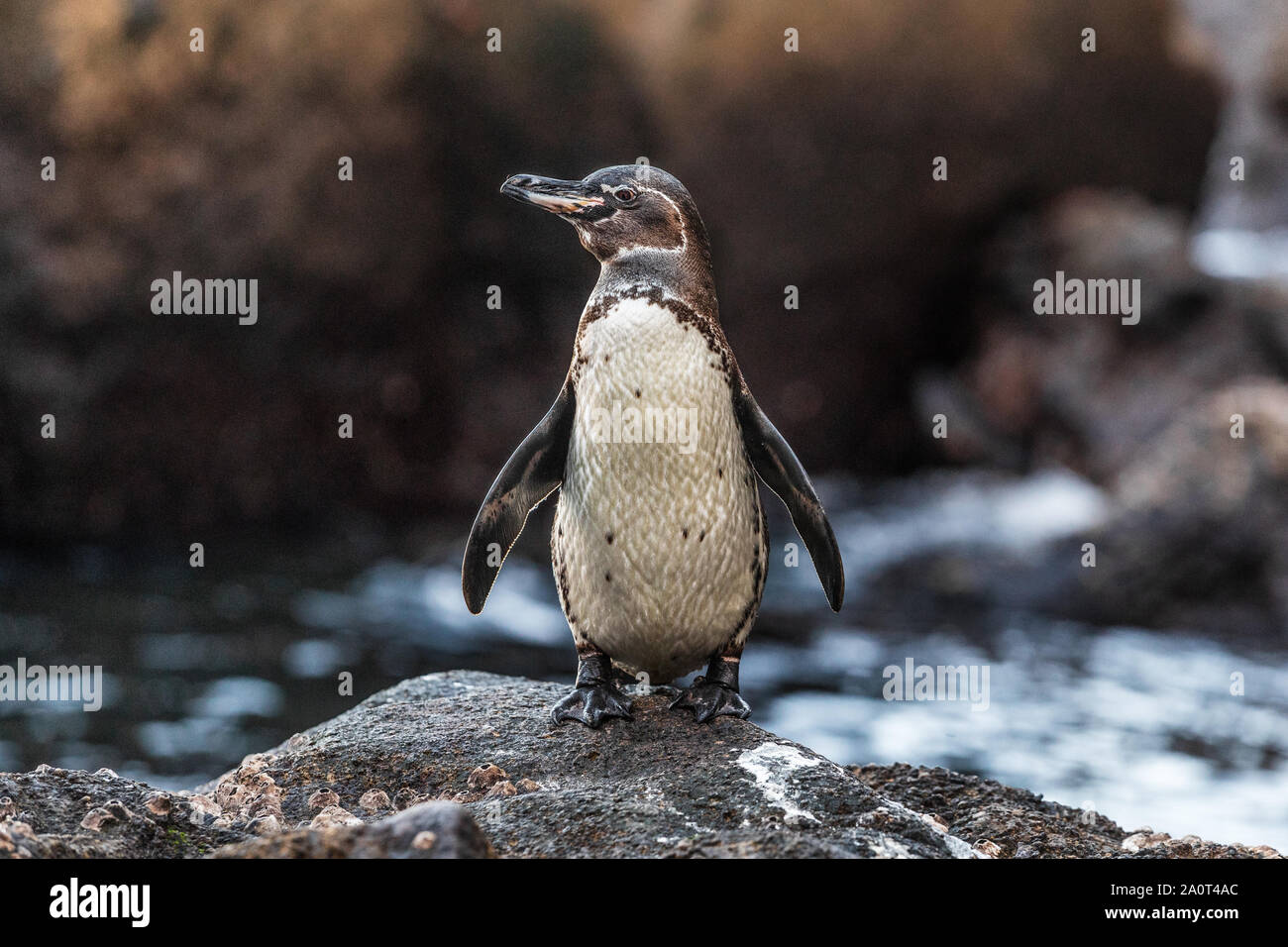 Le Galapagos Penguin su isole Galapagos permanente sulla terra - specie in via di estinzione su Isabela Island. Incredibile bird animali selvatici la natura delle Galapagos, Ecuador. Foto Stock