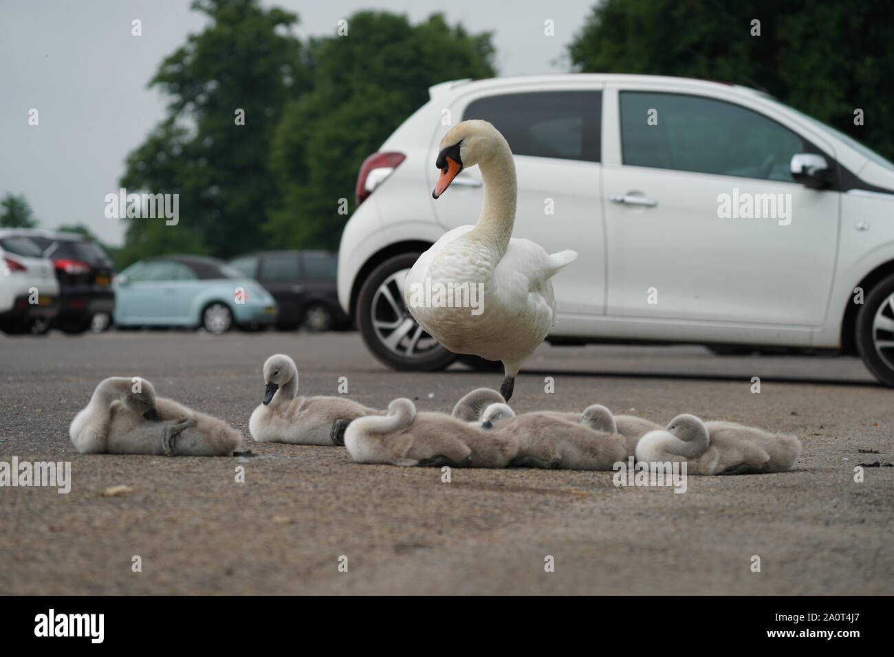 Swan nel parco auto Foto Stock