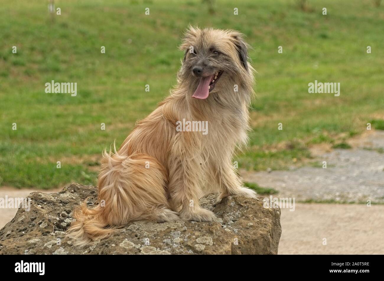 Una con i capelli lunghi dei pirenei cane pastore Foto Stock