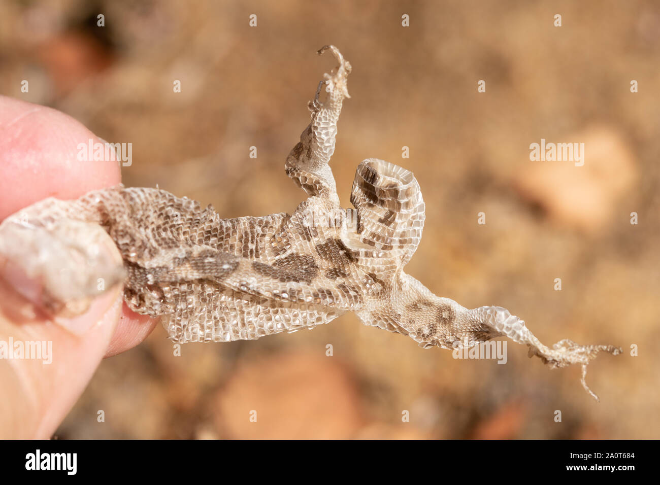 Incrostate pelle di lucertola di sabbia (Lacerta agilis) Foto Stock