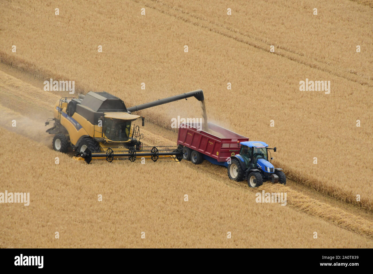 La granella raccolta con una mietitrebbia e trasferito ad un rimorchio trainato da un trattore. Wiltshire, Regno Unito. Foto Stock