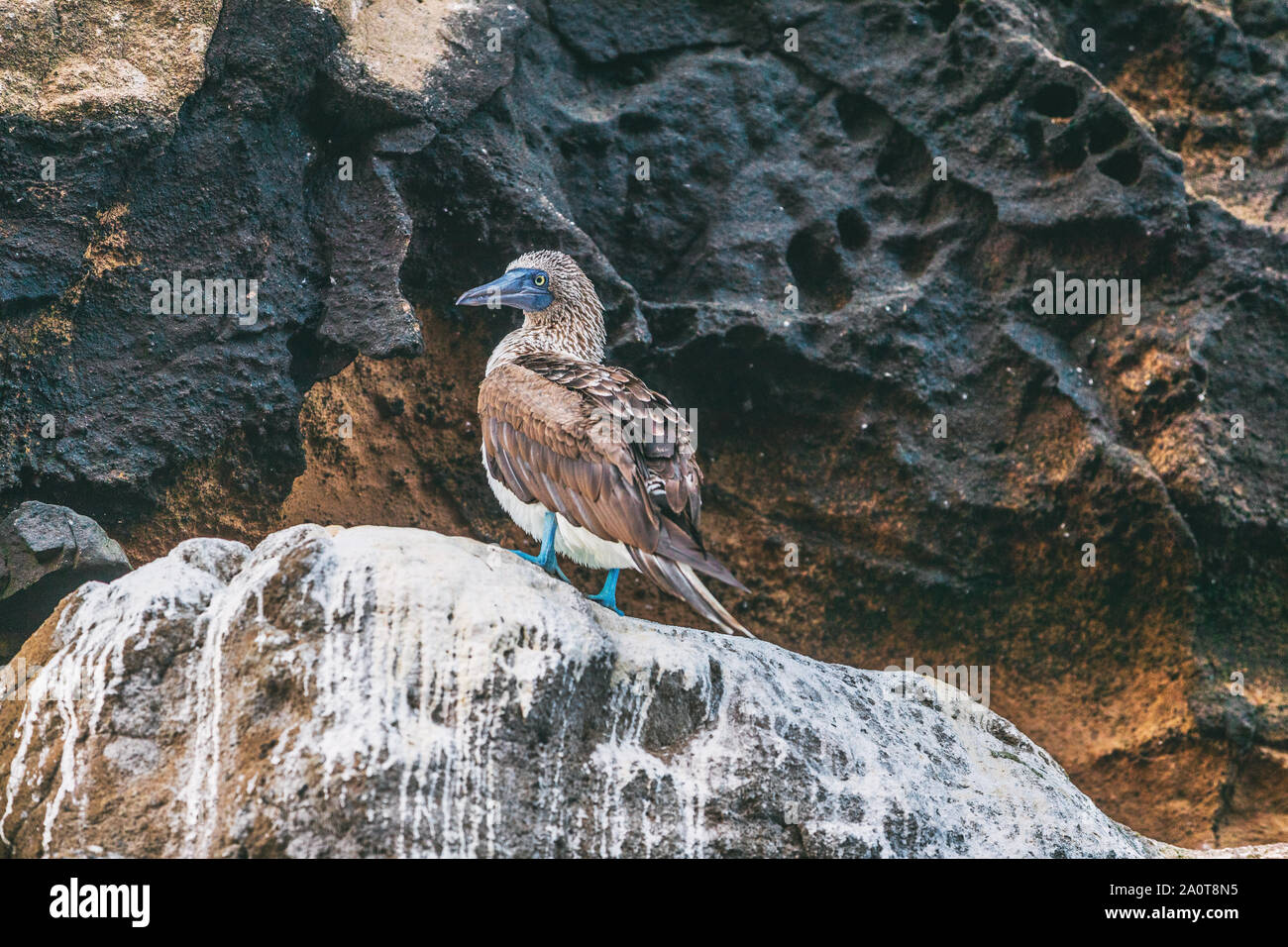 Blu-footed Booby - Iconica e famoso galapagos gli animali e la fauna selvatica. Blue footed boobies sono native per le isole Galapagos, Ecuador, Sud America. Foto Stock