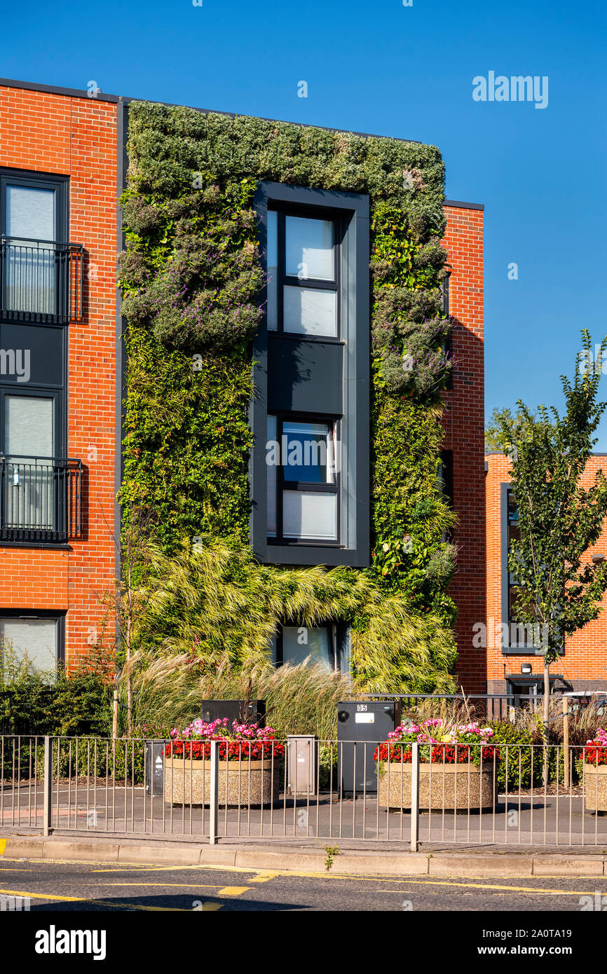 Muro vivente con piante verdi sulla parte esterna di un edificio, UK. Foto Stock