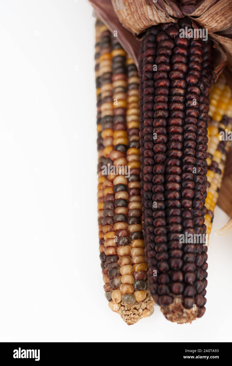 Mais indiano con spazio per testo inn in formato verticale, grande per caduta e temi d'autunno. Raccolto e ringraziamento di temi con data di nascita e di mais giallo. Foto Stock