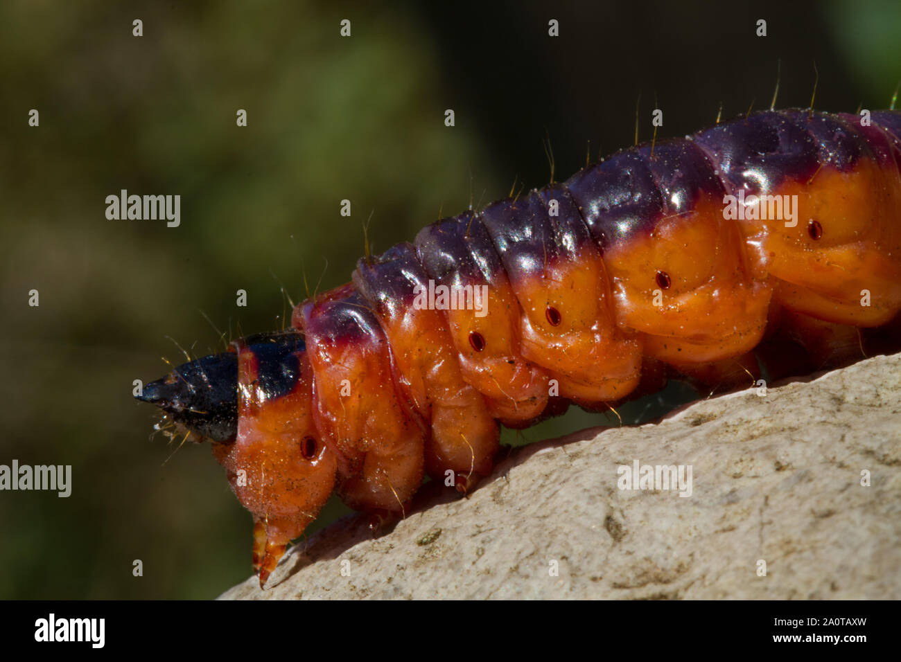 Close-up di grande orangy/rosso e nero di caterpillar la capra tarma Cossus cossus Foto Stock
