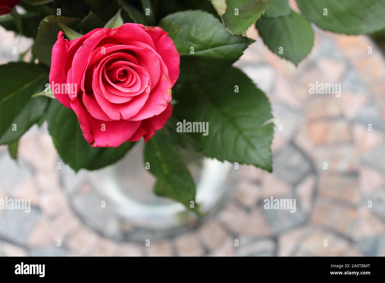 Close up di rosa rosa in un vaso in pietra marrone tabella modellato con il verde di foglie e libera spazio di copia Foto Stock