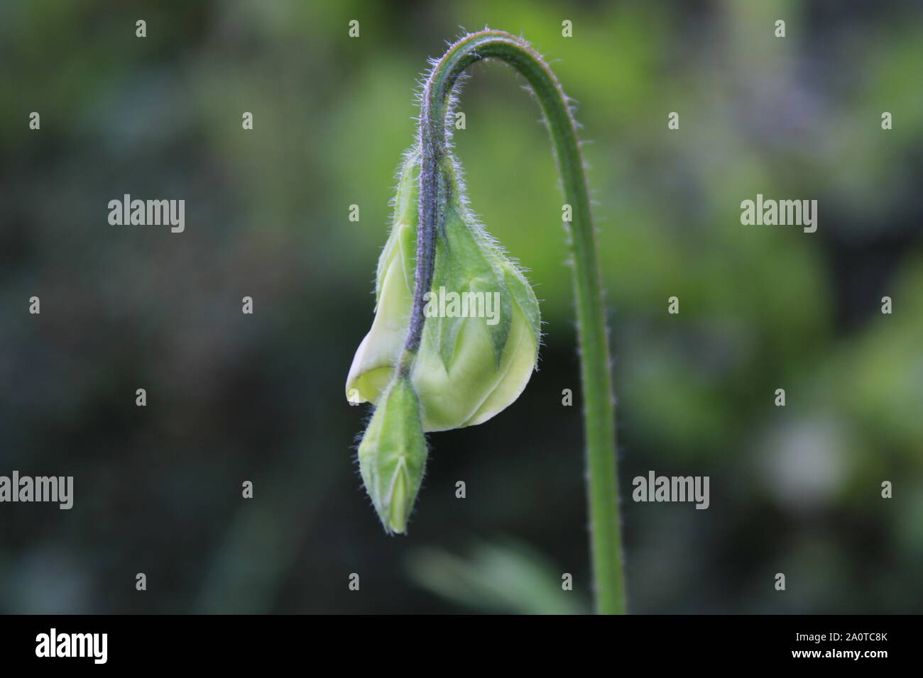 Close up aperti fiore bianco su verde blured boheck sfondo con spazio di copia Foto Stock