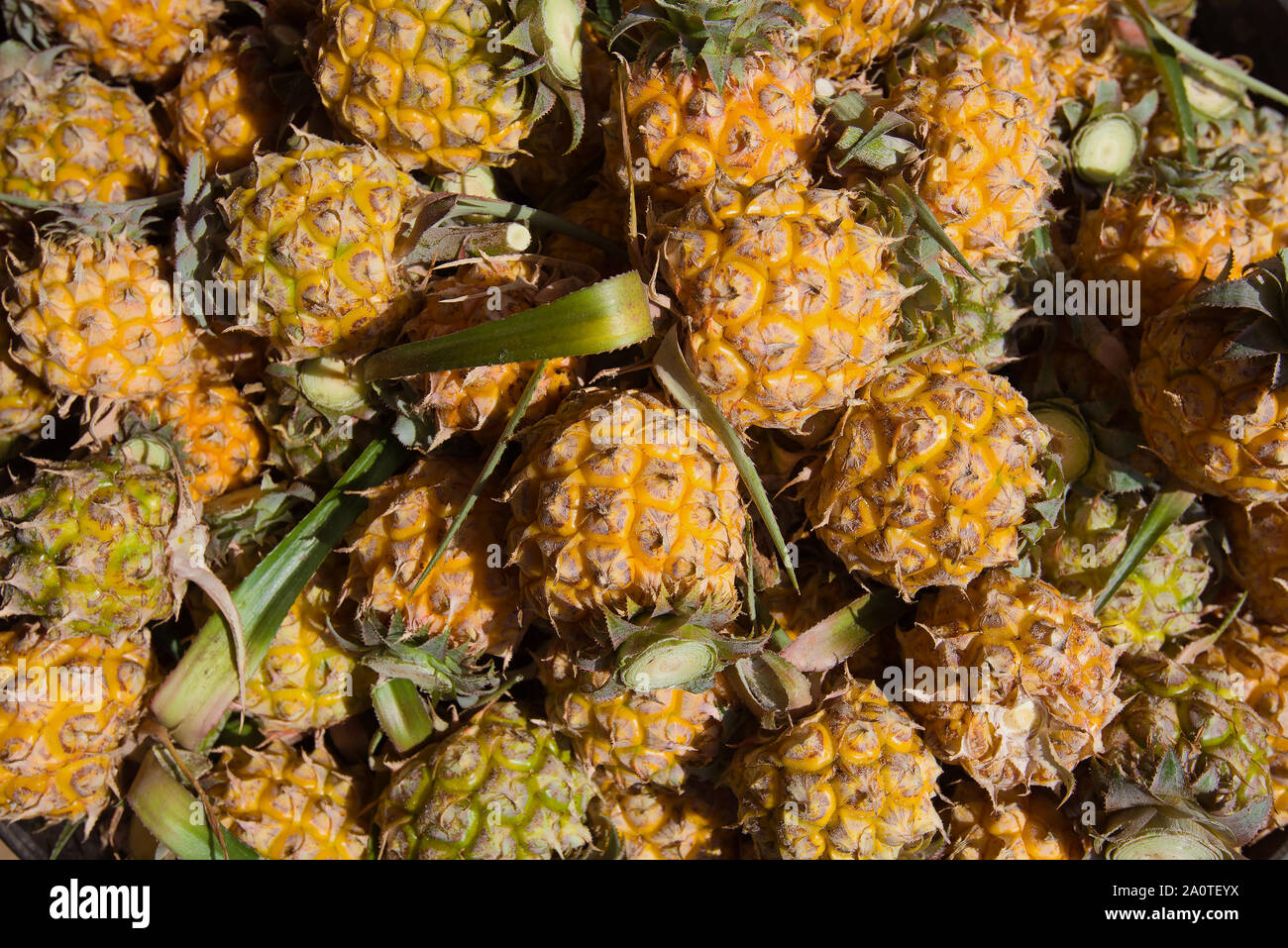 Sfondo dalla piccola rotonda di ananas maturo. Frutti della Thailandia Foto Stock