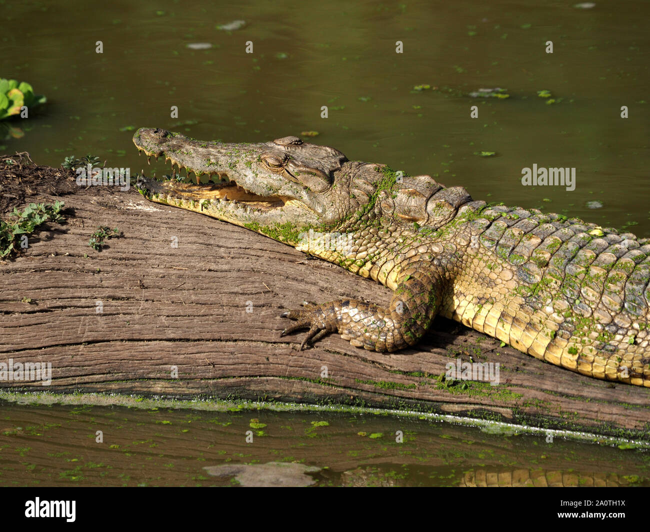 Coccodrillo del Nilo (Crocodylus niloticus) con bocca aperta che mostra denti crogiolarsi sulle morti tronco di albero in laguna fangosa in Sud Luangwa NP, Zambia, Africa Foto Stock