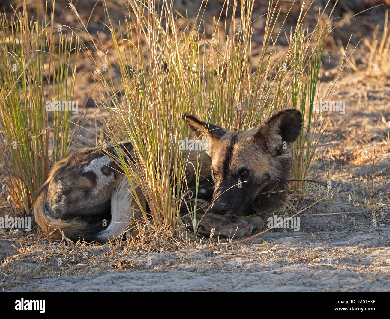 Ritratto del carismatico verniciato minacciate Wolf (Lycaon pictus) con contrassegni unici in appoggio nel ciuffo di erba alta nel Sud Luangwa NP, Zambia,Africa Foto Stock
