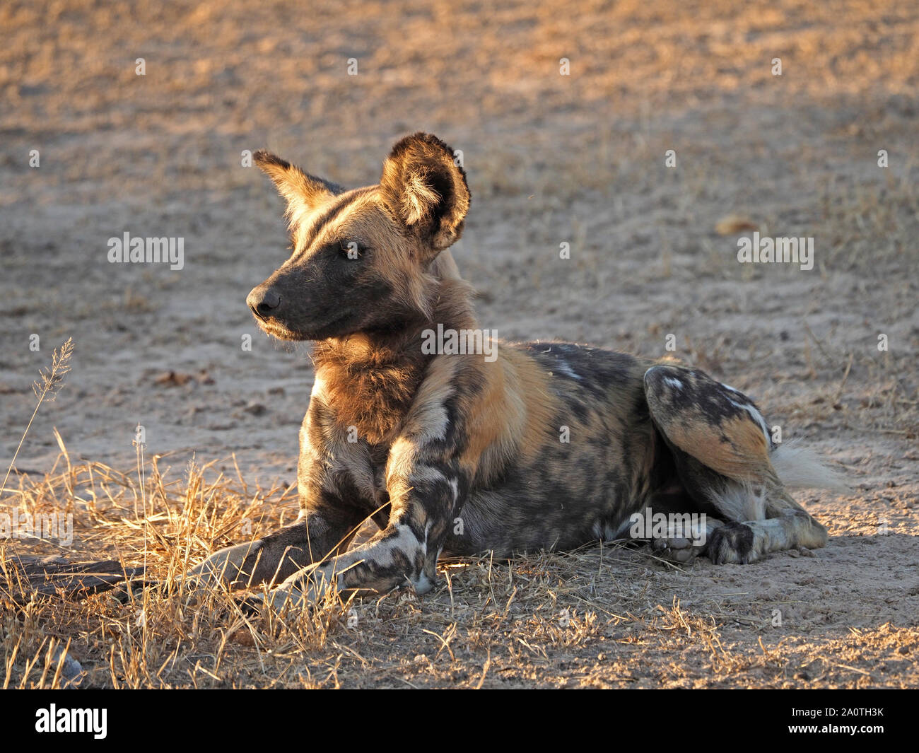 Ritratto del carismatico verniciato minacciate Wolf (Lycaon pictus) con contrassegni unici in appoggio in sera la luce del sole in Sud Luangwa NP, Zambia,Africa Foto Stock