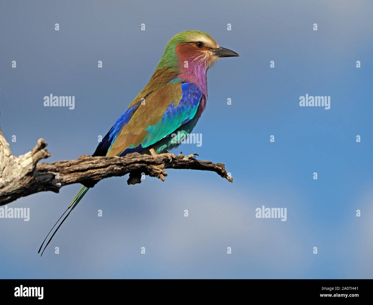 Colorato lilla-breasted rullo (Coracias caudatus) con lunga coda streamers hawking dal pesce persico sul ramo morto nel sud Luangwa NP, Zambia,Africa Foto Stock