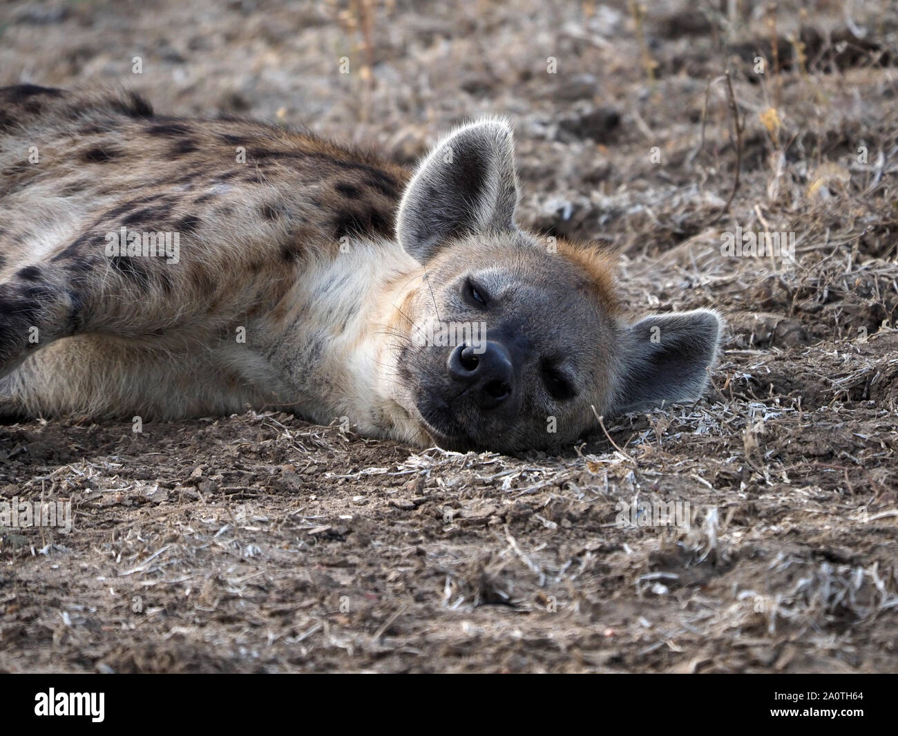 Ritratto di Spotted Hyena (Crocuta crocuta) di intrufolarsi un peep come si finge di dormire sul breve di erba essiccata pianura alluvionale in Sud Luangwa NP, Zambia,Africa Foto Stock