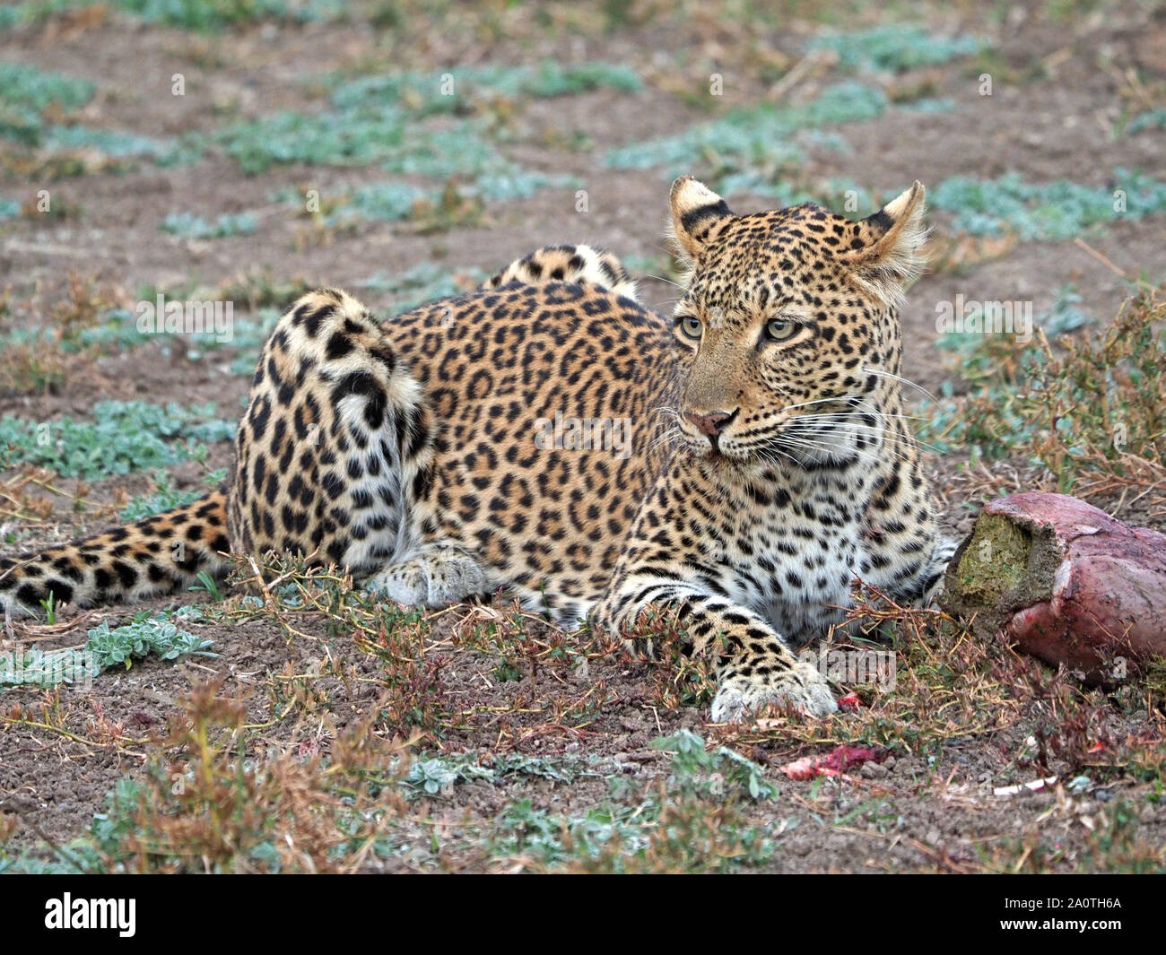 Donna Adulto leopard (Panthera pardus) al tramonto su sterrato ruvida fango secco su alimentazione stomaco di antilope vittima nel sud Luangwa NP, Zambia, Africa Foto Stock